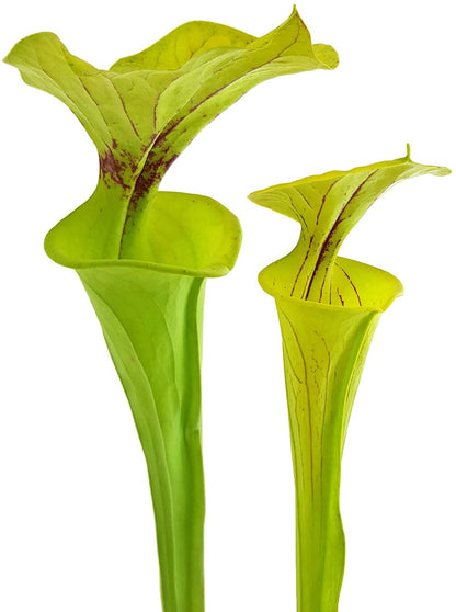 Sarracenia Flava var. Flava - ICPS Samen - seedgrown FB FF01