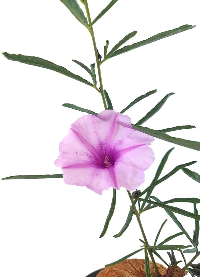 Ipomoea Bolusii - Windengewächs