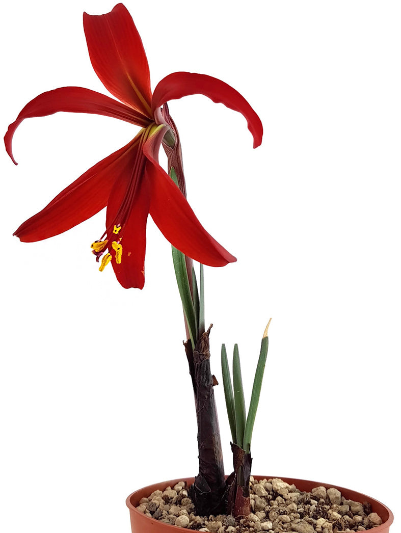 Sprekelia formosissima - Atztekenlilie - Blumenzwiebel