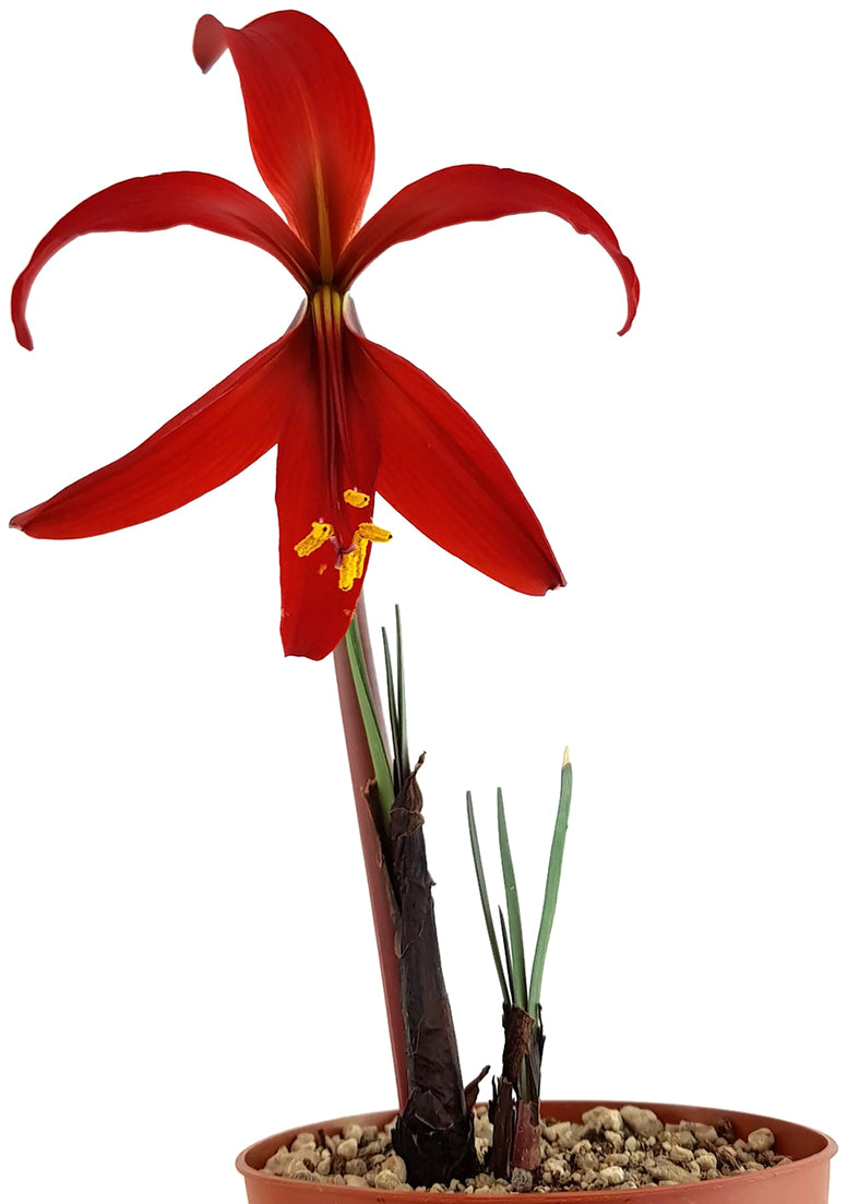 Sprekelia formosissima - Atztekenlilie - Blumenzwiebel