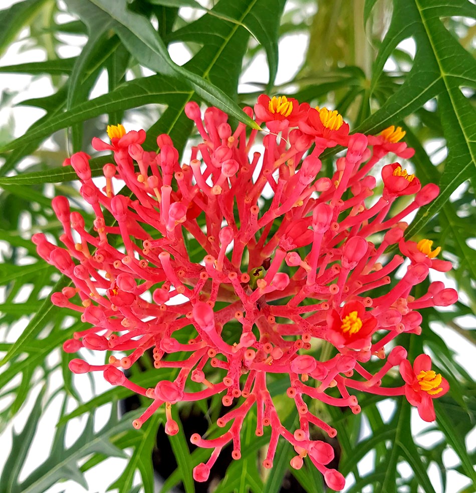 Jatropha multifida - blühender Korallenbaum