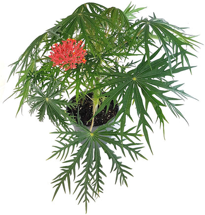 Jatropha multifida - blühender Korallenbaum