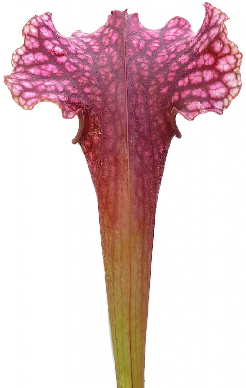 Sarracenia X &quot;Judith Hindle&quot;