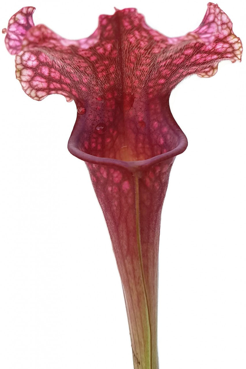 Sarracenia X "Judith Hindle"