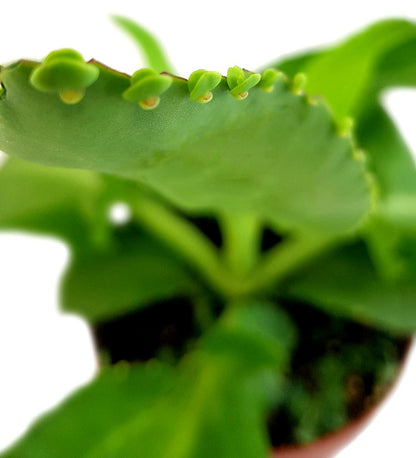 Kalanchoe daigremontiana - sukkulentes Brutblatt