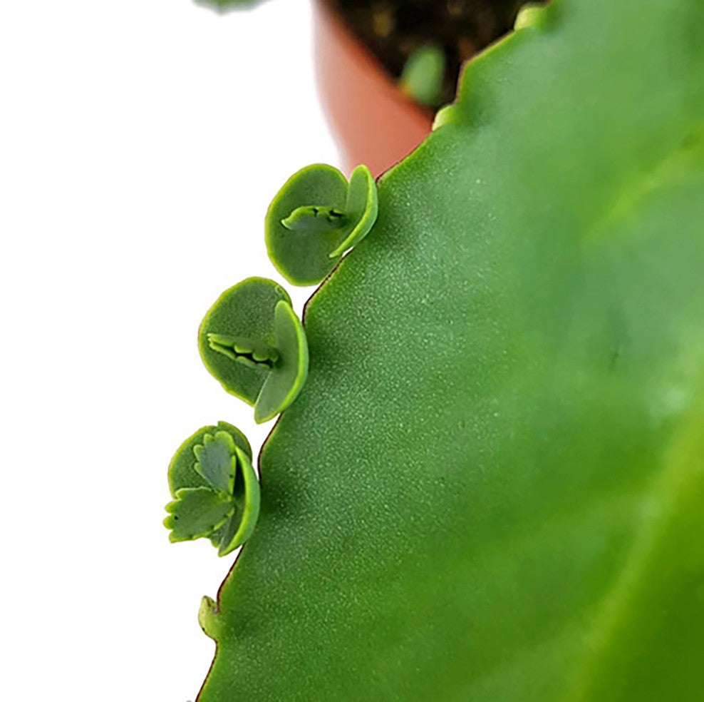 Kalanchoe daigremontiana - sukkulentes Brutblatt