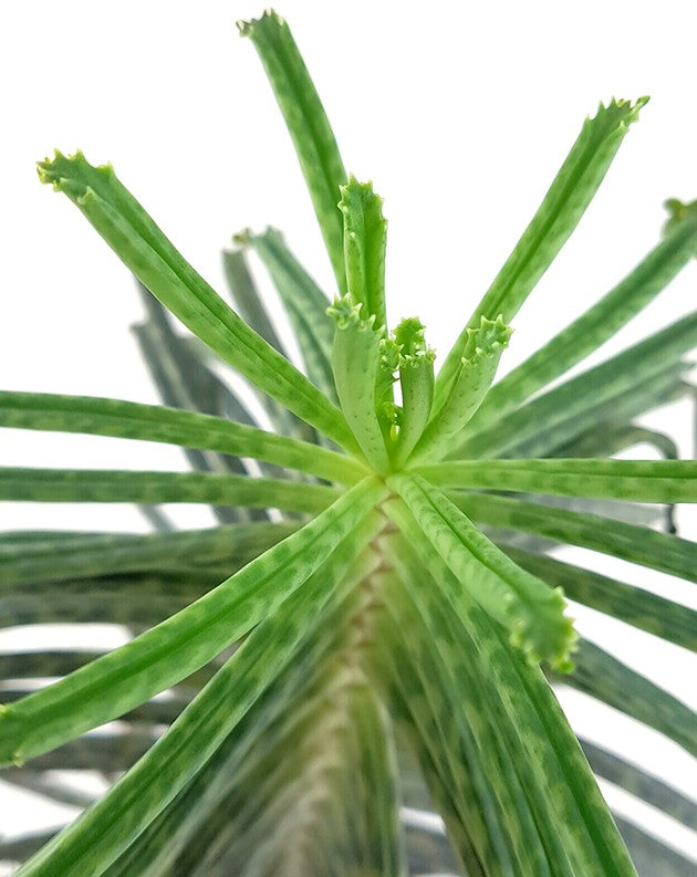 Kalanchoe delagoensis - hingebungsvolles Brutblatt