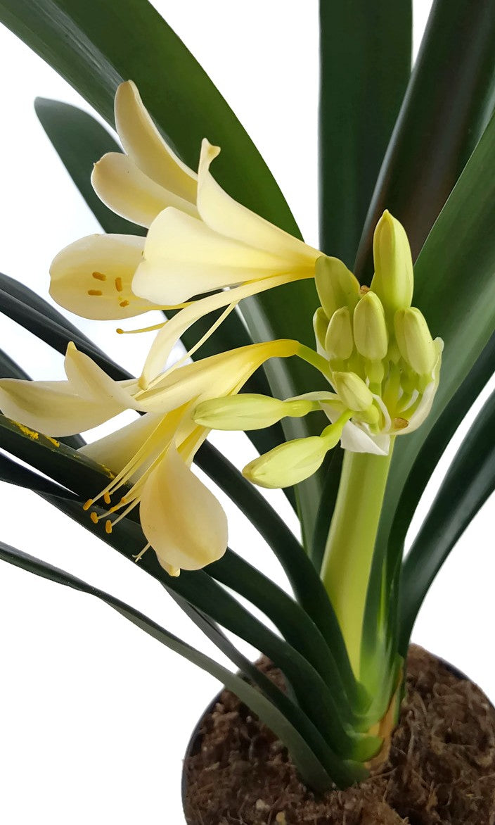 Clivia Hybride Gelb - gelbe Klivie