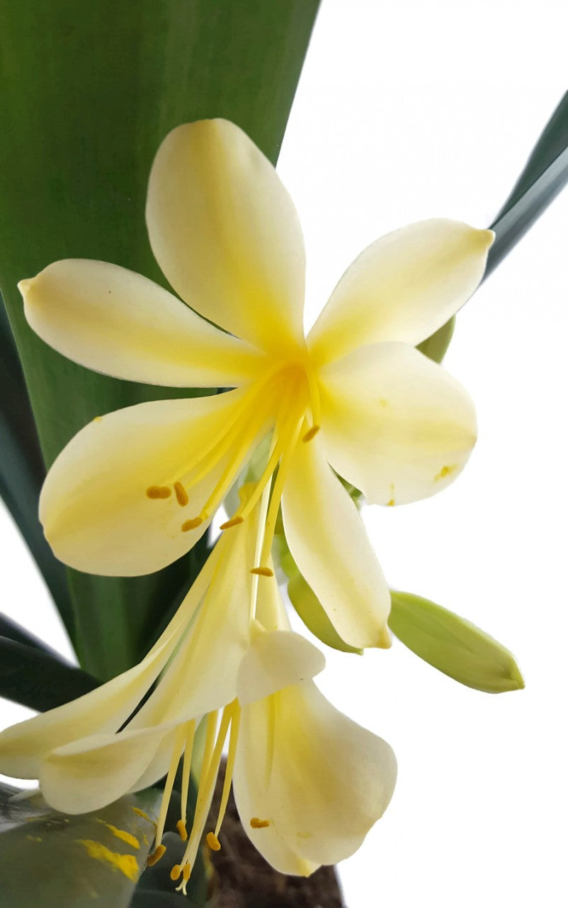 Clivia Hybride Gelb - gelbe Klivie