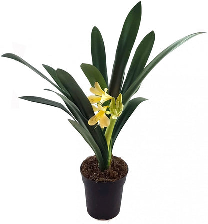 Clivia Hybride Gelb - gelbe Klivie