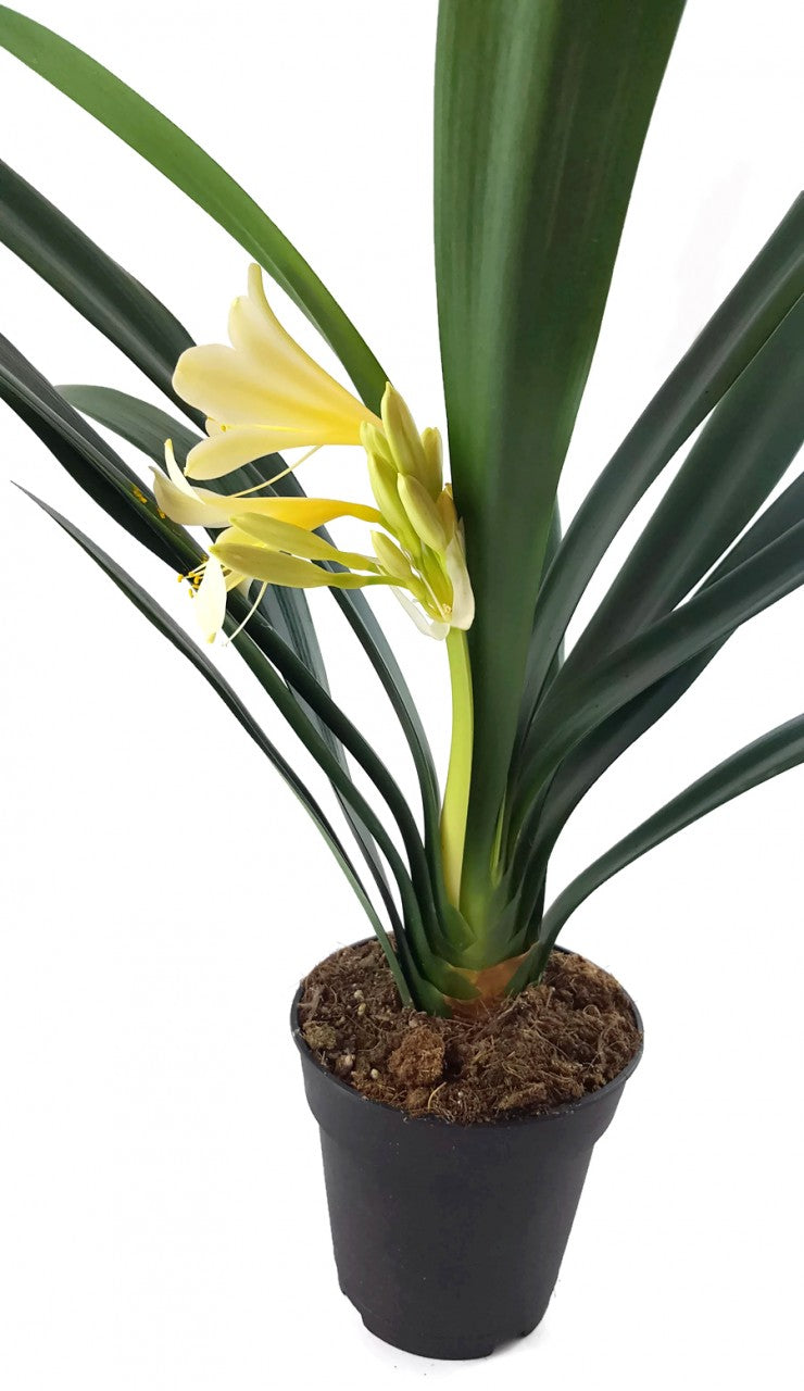 Clivia Hybride Gelb - gelbe Klivie