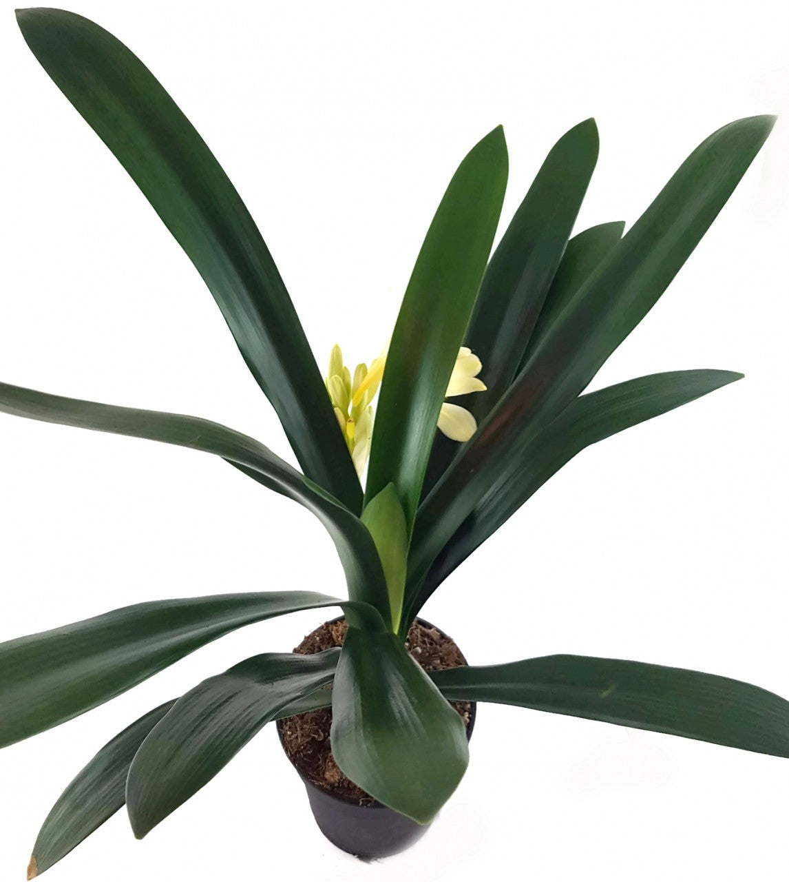 Clivia Hybride Gelb - gelbe Klivie - SALE ohne Blüte