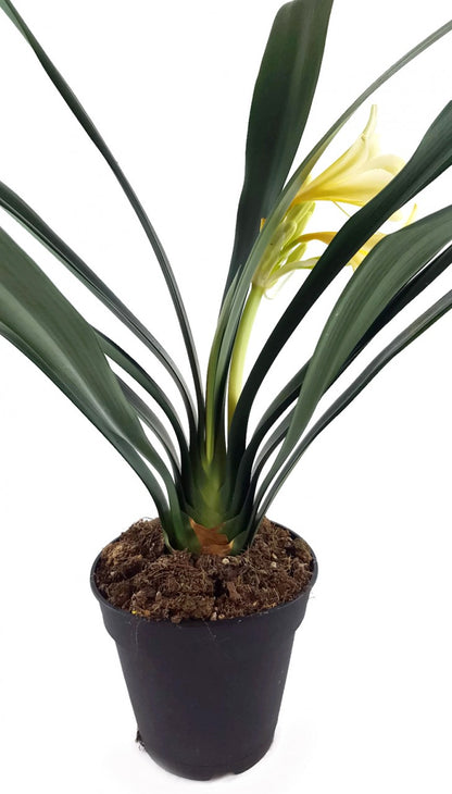 Clivia Hybride Gelb - gelbe Klivie - SALE ohne Blüte