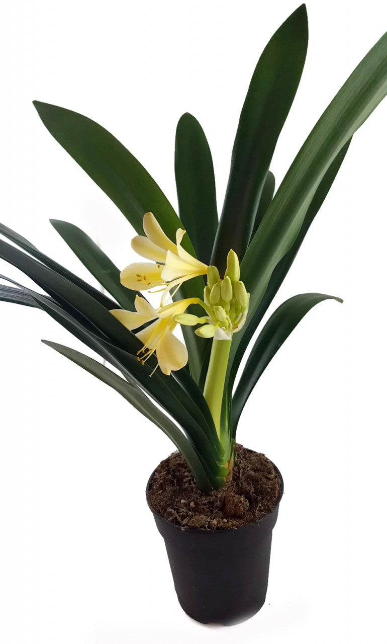 Clivia Hybride Gelb - gelbe Klivie