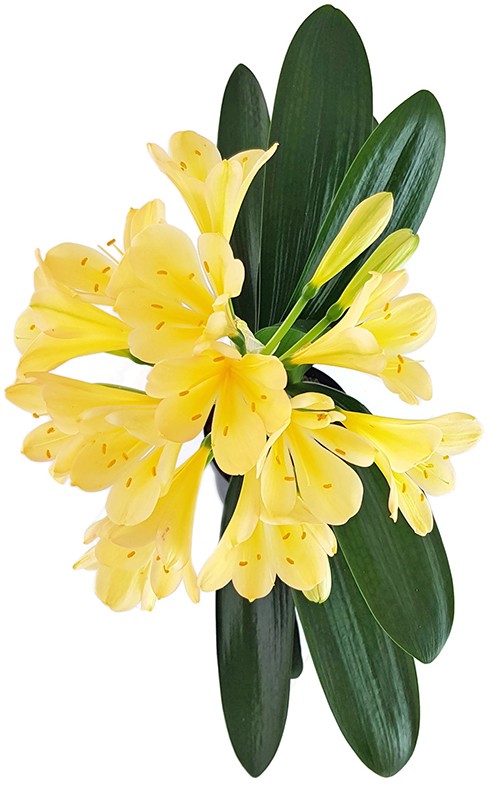 Clivia Miniata - goldrosa-gelbe Blüten