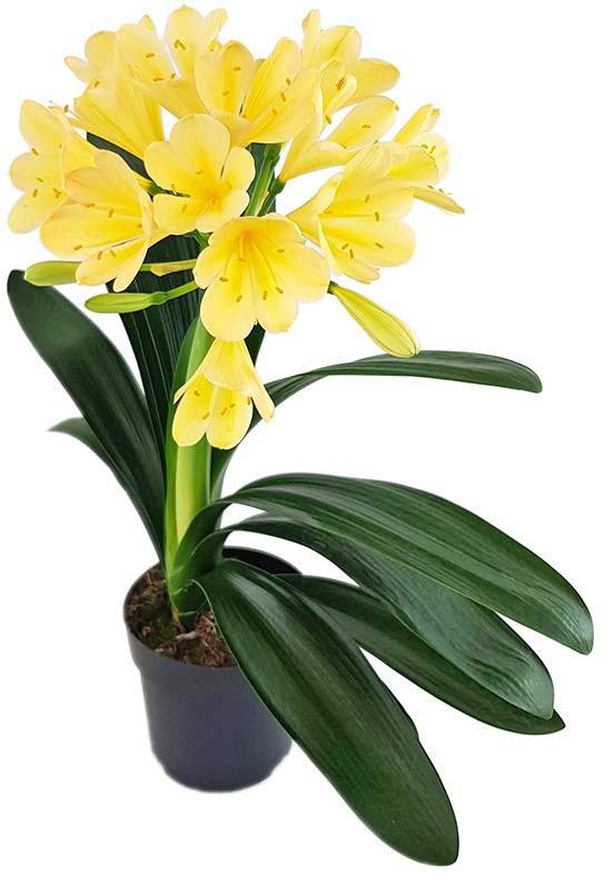 Clivia Miniata - goldrosa-gelbe Blüten