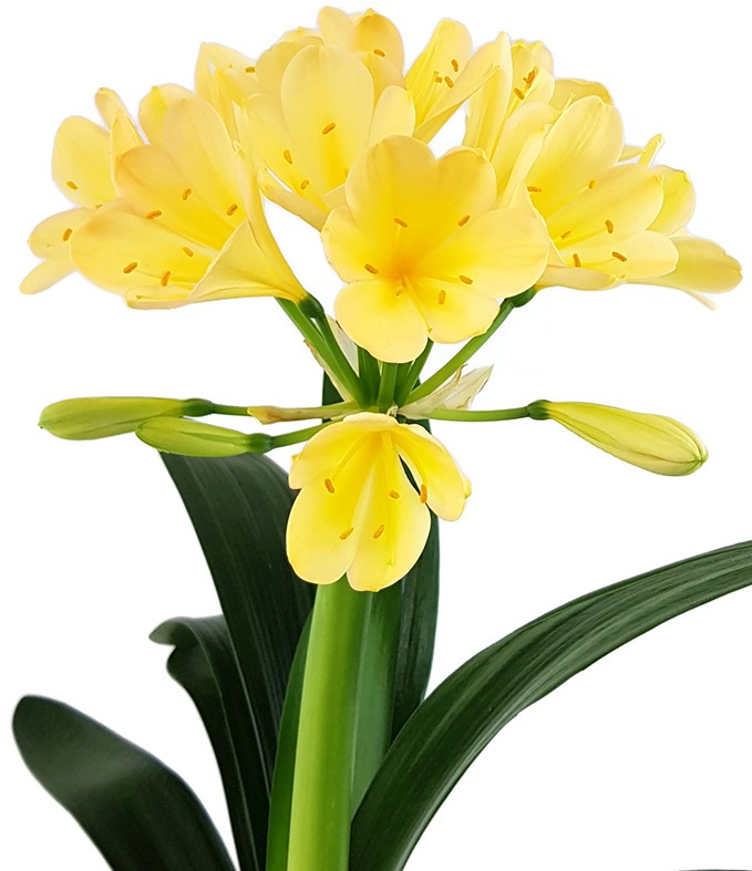 Clivia Miniata - goldrosa-gelbe Blüten