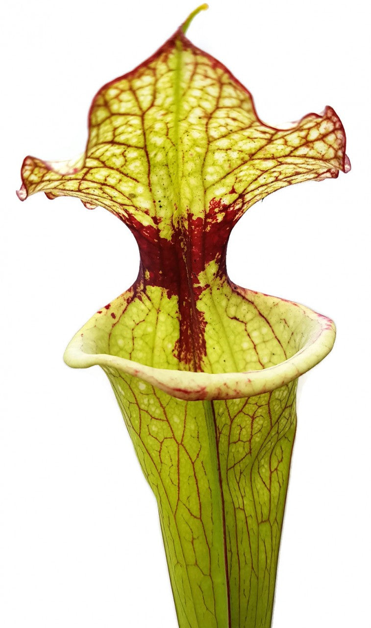 Sarracenia Moorei X "Leah Wilkerson" MKH112 Walton County, Florida