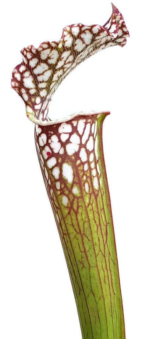 Sarracenia Leucophylla - Gracil Fast Grower