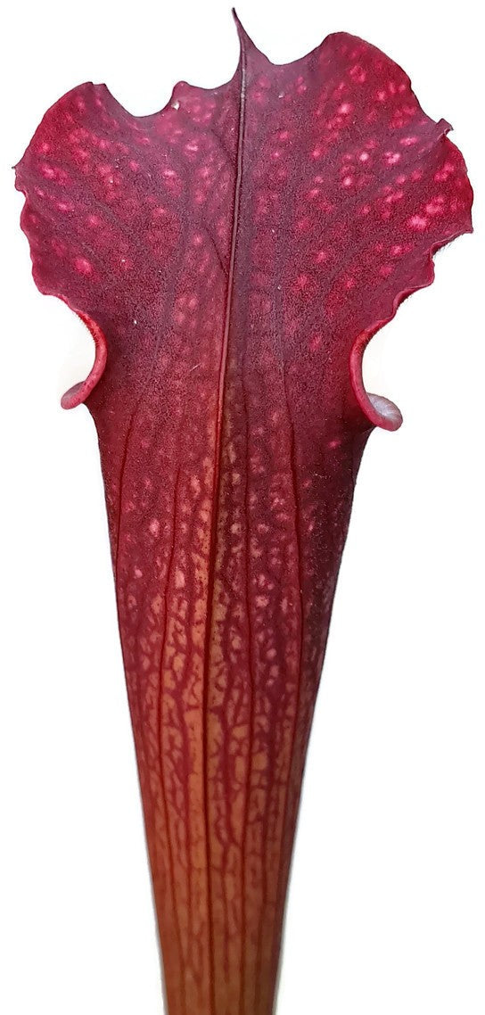 Sarracenia Leucophylla x Rubra ssp. Gulfensis &quot;Dark Red&quot;