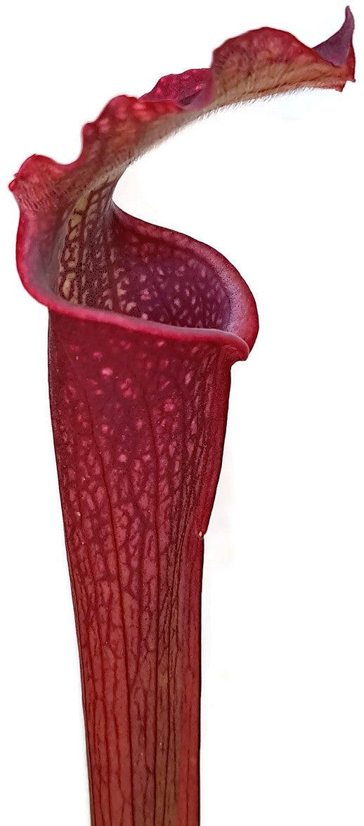 Sarracenia Leucophylla x Rubra ssp. Gulfensis &quot;Dark Red&quot;