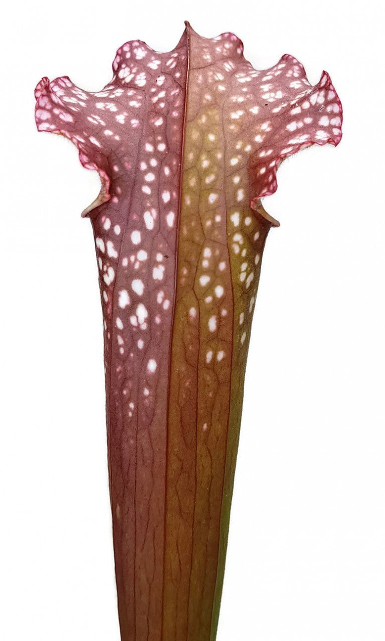 Sarracenia (xMitchelliana) X Leucophylla (Klon 2)