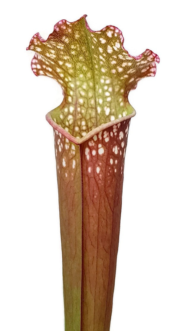 Sarracenia (xMitchelliana) X Leucophylla (Klon 2)