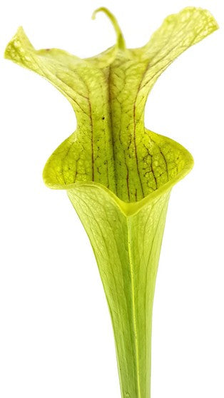 Sarracenia  X &quot;Leucocolours&quot;