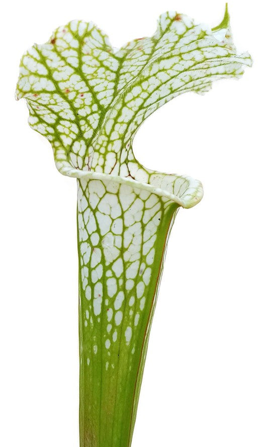 Sarracenia Leucophylla &quot;Adrian Slack&quot; X Leucophylla &quot;Schnell&quot;s Ghost&quot;