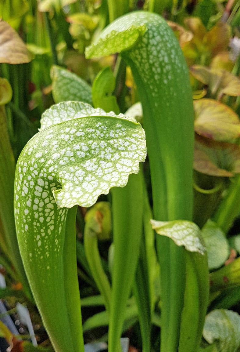 Sarracenia Leucophylla AF x Courtii AF