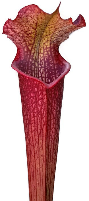 Sarracenia Leucophylla x Rubra ssp. Gulfensis &quot;Dark Red&quot;