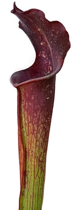 Sarracenia Leucophylla x Rubra ssp. Gulfensis &quot;Dark Red&quot;