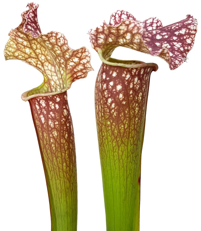 Sarracenia (xMitchelliana) X Leucophylla (Klon 1)