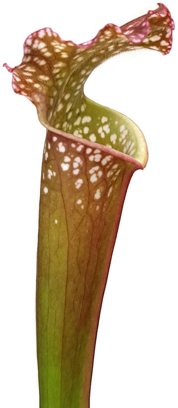 Sarracenia (xMitchelliana) X Leucophylla (Klon 2)