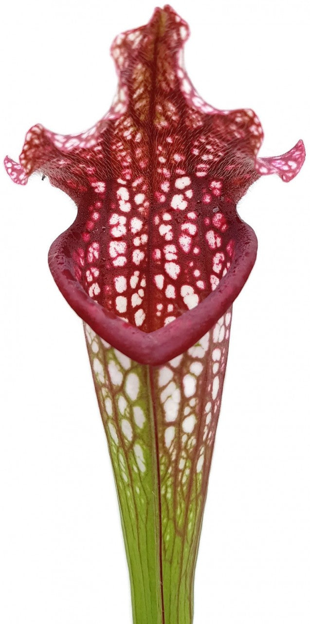 Sarracenia Leucophylla x "Jutathip Soper" Klon 2