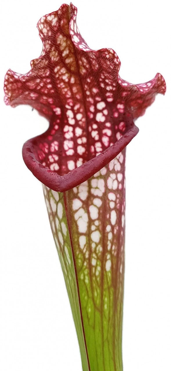 Sarracenia Leucophylla x "Jutathip Soper" Klon 2