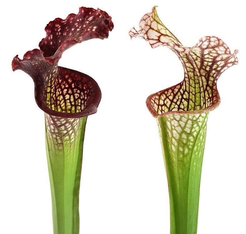 Sarracenia Leucophylla X Readii