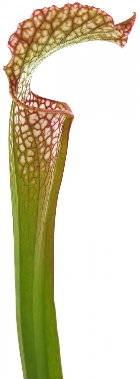 Sarracenia &quot;Microleuco&quot;