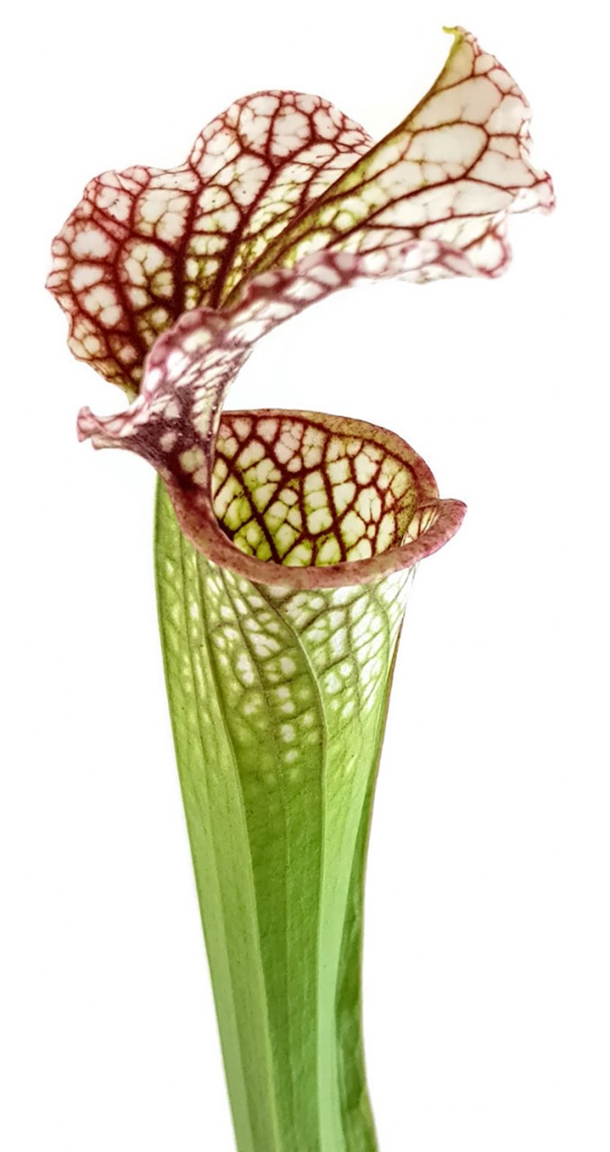 Sarracenia Leucophylla X Readii