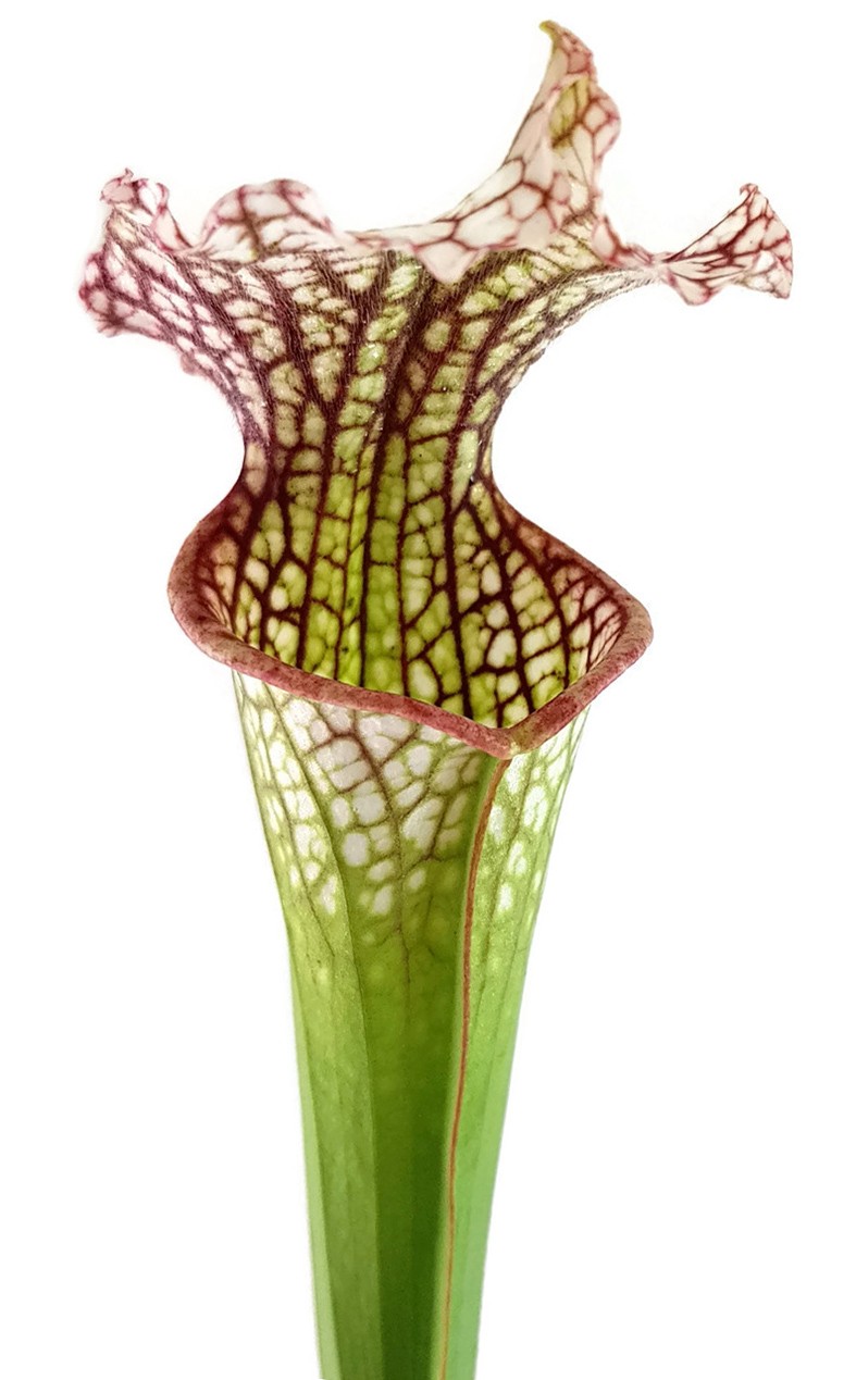 Sarracenia Leucophylla X Readii