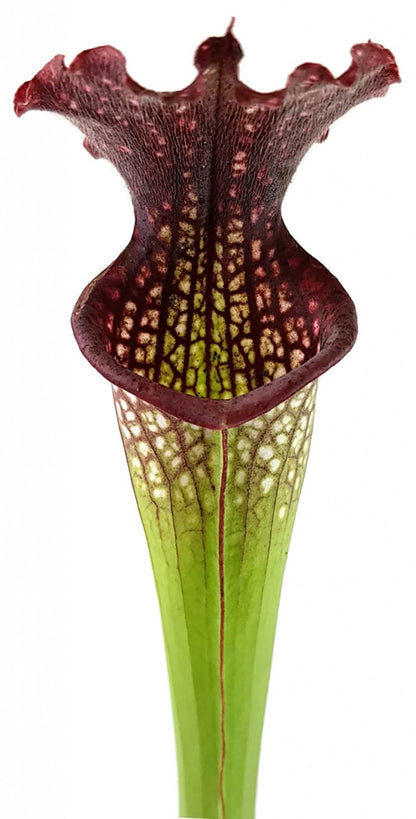 Sarracenia Leucophylla X Readii