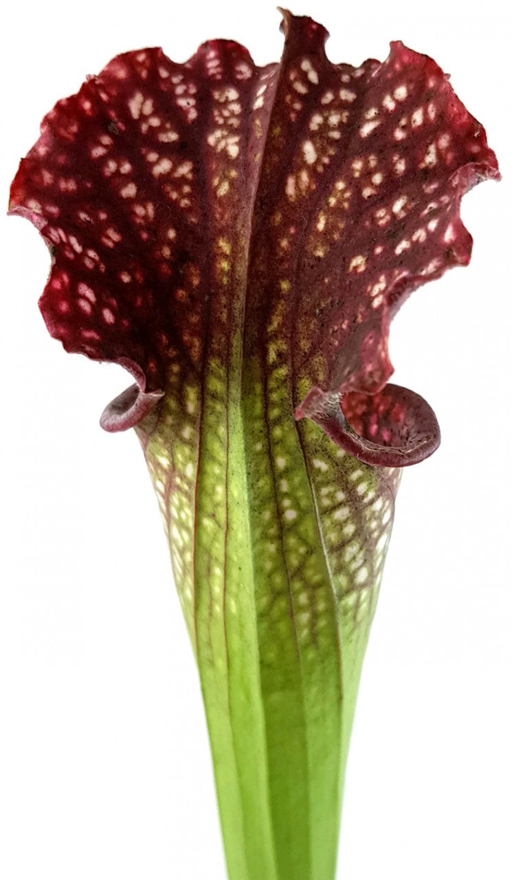 Sarracenia Leucophylla X Readii