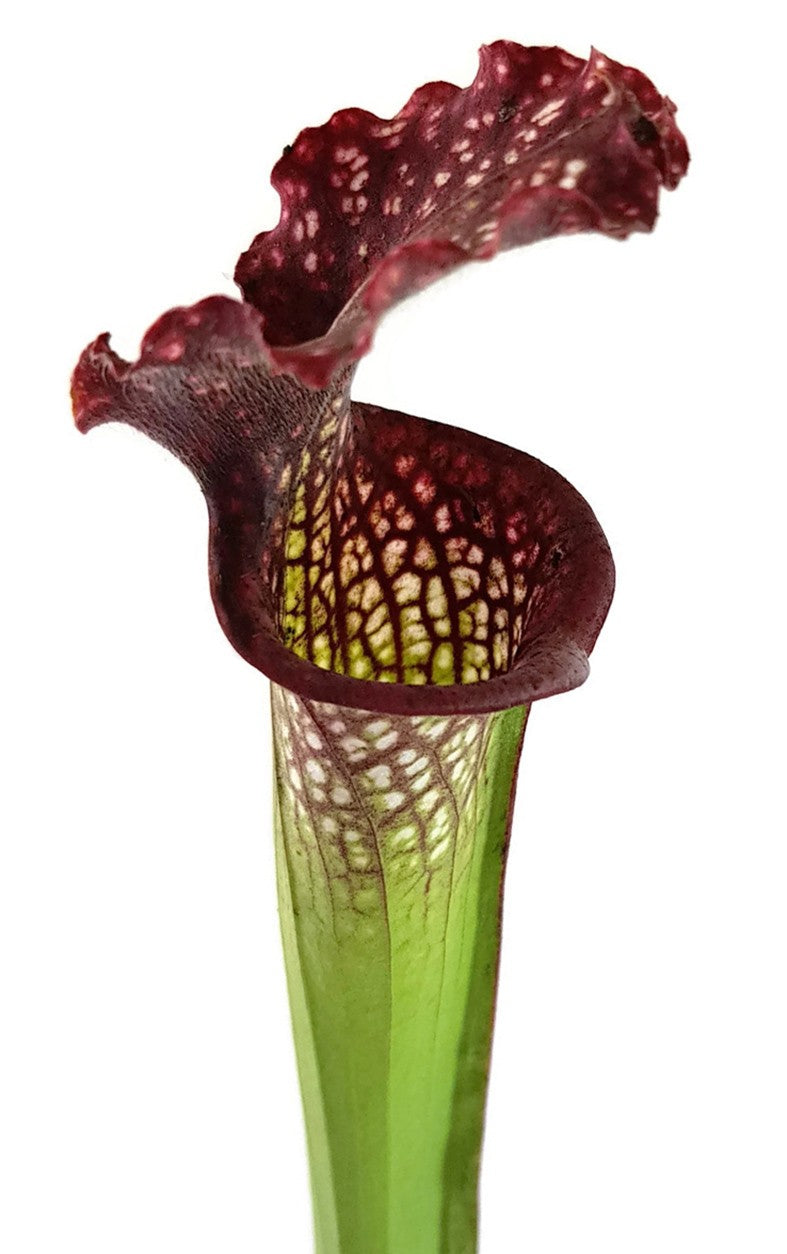 Sarracenia Leucophylla X Readii