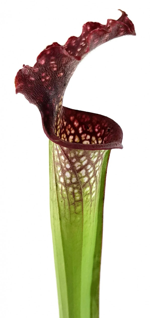 Sarracenia Leucophylla X Readii