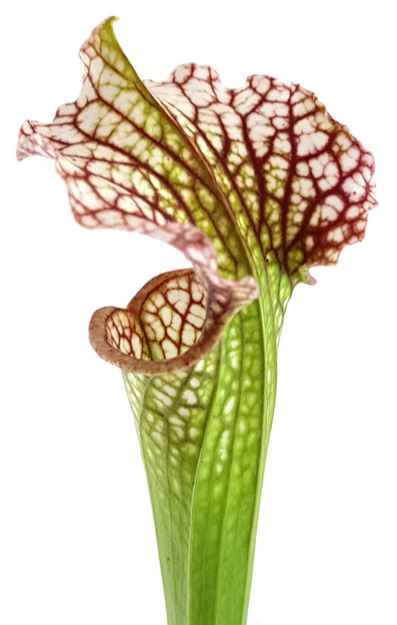 Sarracenia Leucophylla X Readii