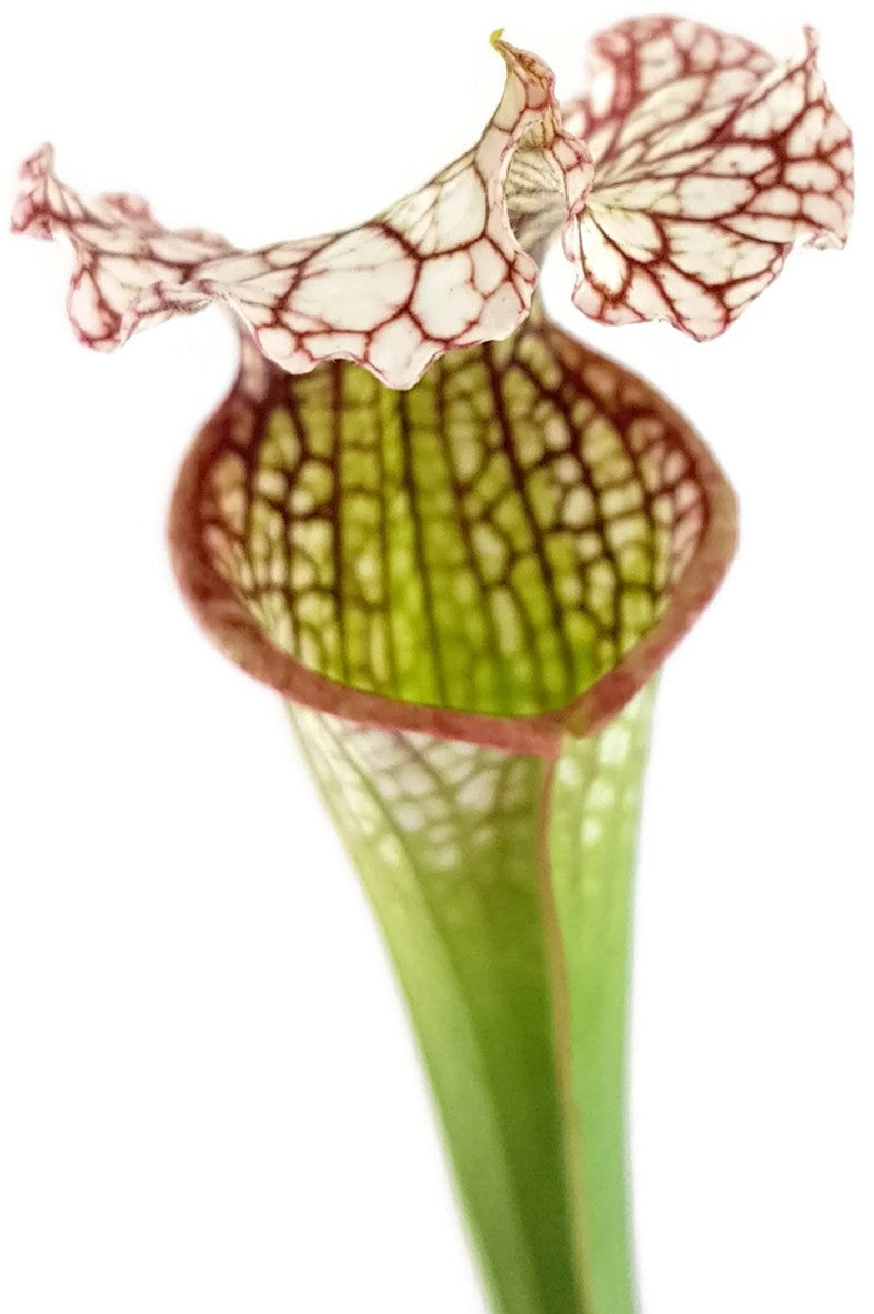 Sarracenia Leucophylla X Readii