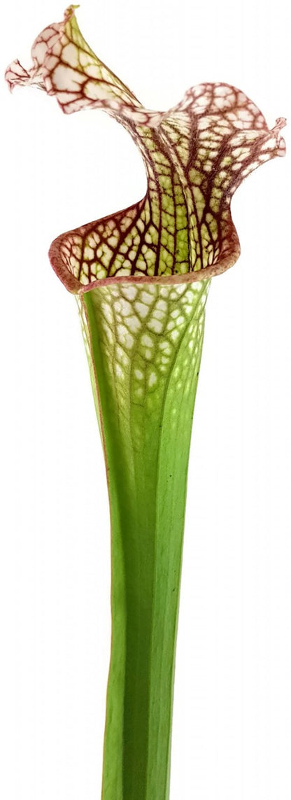 Sarracenia Leucophylla X Readii