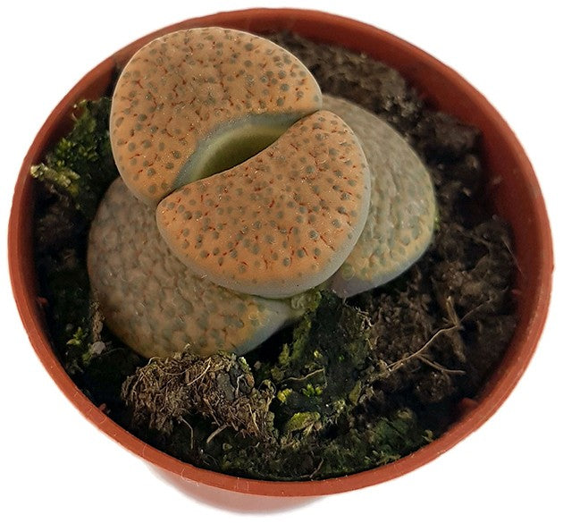 Lithops &quot;fulviceps&quot; - lebender Stein