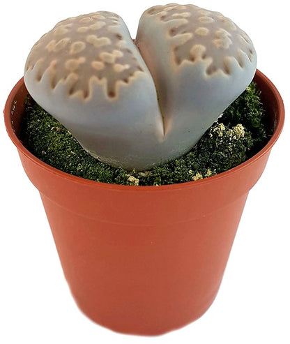 Lithops &quot;julii&quot; - lebende Steine