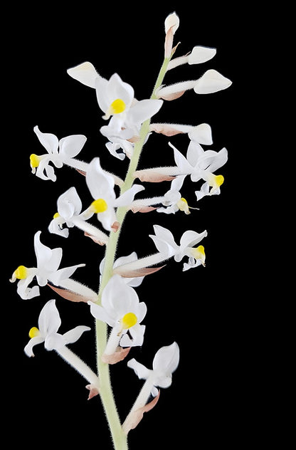 Ludisia discolor &quot;alba&quot; - Juwelorchidee - SALE ohne Blüte